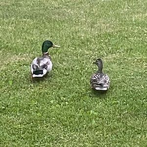 Meet your Posher, Jillian